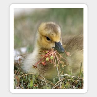 Baby Bird eating Water Flowers Sticker